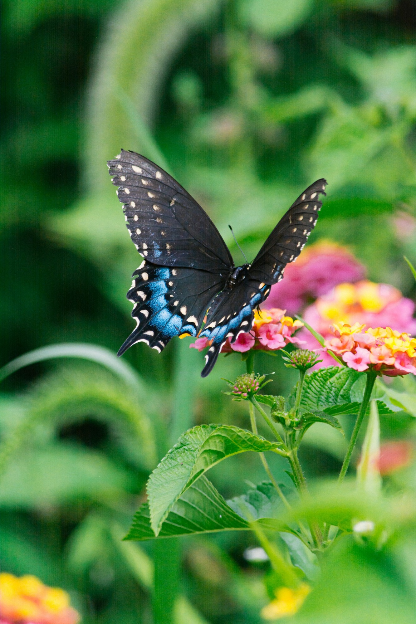 I love Butterflies ….
